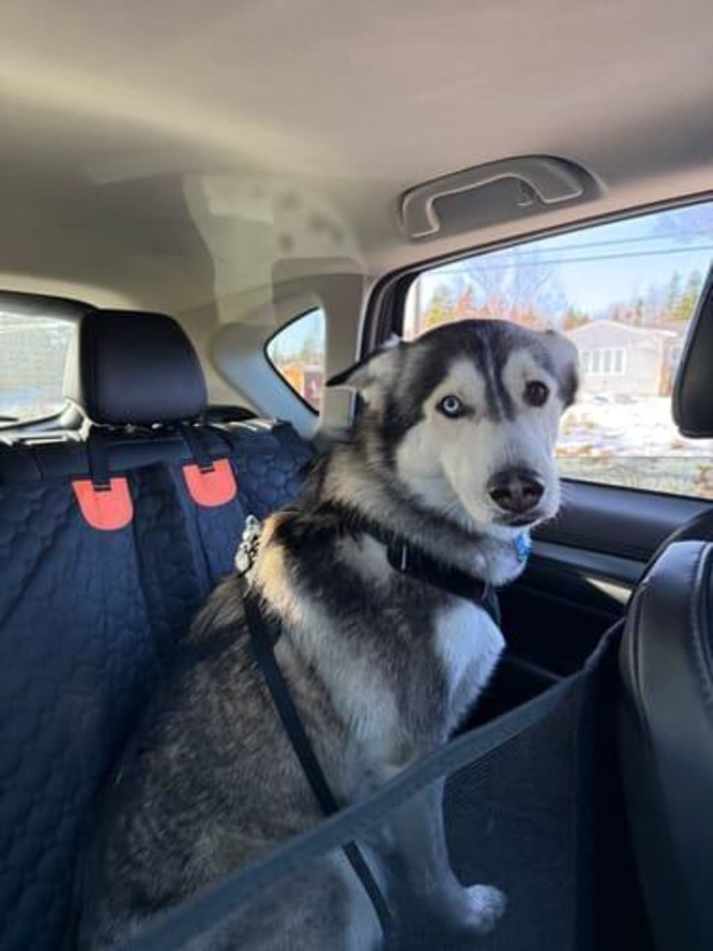 Cubre Asiento con Base Rígida para Mascotas | Protector Impermeable para Carro