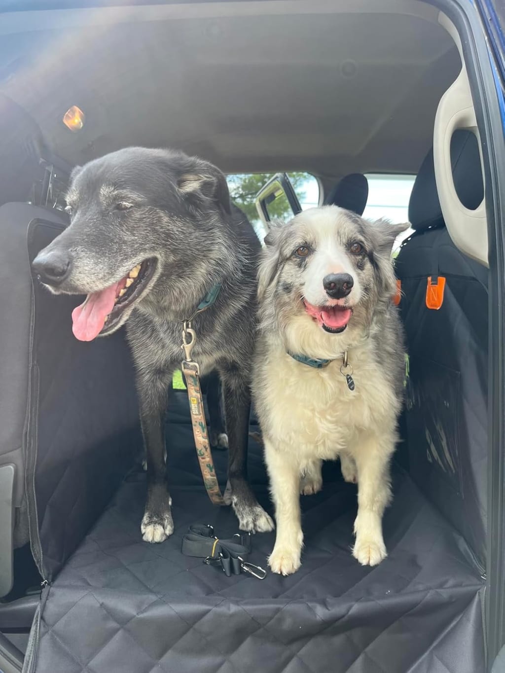 Cubre Asiento con Base Rígida para Mascotas | Protector Impermeable para Carro
