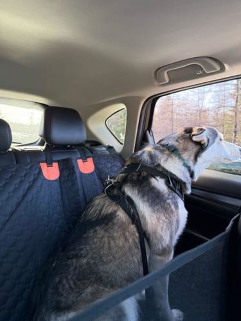 Cubre Asiento con Base Rígida para Mascotas | Protector Impermeable para Carro
