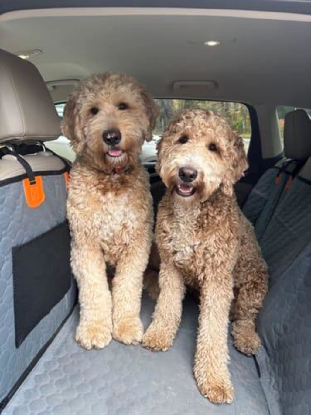 Cubre Asiento con Base Rígida para Mascotas | Protector Impermeable para Carro